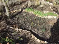 Sonniges Krokusbeet.webp