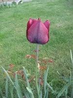 garten09 002.webp