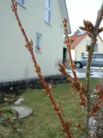 Forsythienbl.webp