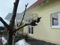 mirabellenbl.webp