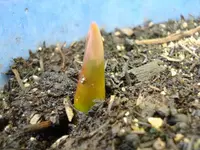 tulpe.webp