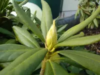 rhodibl.webp