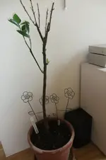 DSCF0246.webp
