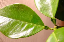 DSCF0398.webp