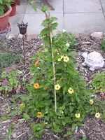 Garten 010.webp