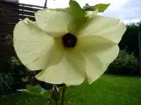 Hibiscus manihot_200_150.webp