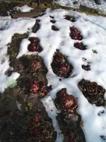 Garten 25.02.10 002.webp