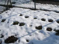 Garten 25.02.10 003.webp