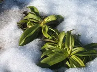 Garten 25.02.10 004.webp