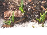 Garten 25.02.10 006.webp