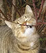 Oscar testet 2.webp