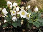 Helleborus.jpg