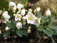 Helleborus.webp