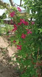 clematis.webp