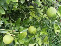 SL375878.webp