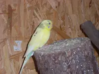 SL376795.webp