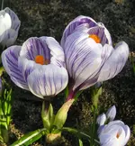 Krokusse neu.webp