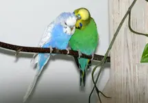 IMG_1270.webp