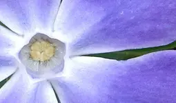 Immergruen (2).webp