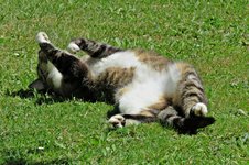 IMG_5390 v (2).JPG