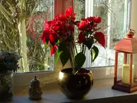DSC02785.webp
