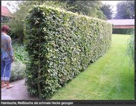 Hainbuchen-Hecke_01_© Baumschule Eggert.jpg