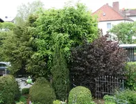 Rotbuche 0321.webp