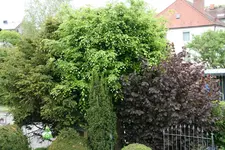 Rotbuche 0421.webp