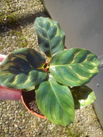 calathea.jpg