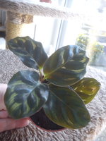 Calathea 2.jpg