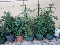 Tomaten A.jpg