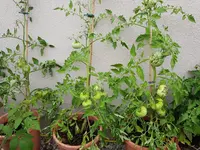 Tomaten B.jpg