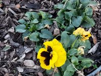 IMG_20230205_162955.jpg