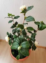 IMG_20230207_122432.webp