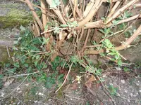 DSC00261.webp DSC00261.webp