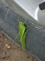 IMG_20210710_134259.jpg