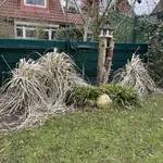 Pampas.webp