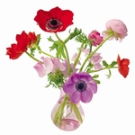 15.webp