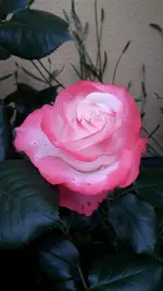 20170602_070929.webp