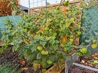 IMG_20221111_102402.webp