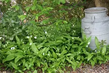 Bärlauch0321.webp