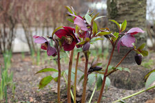 Helleborus orientalis 'Double Ellen' rot 20230213.jpg