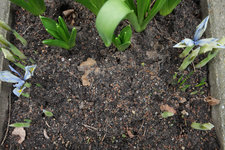 Iris reticulata Katherine Hodgkin 20230213.jpg