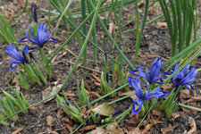 Iris reticulata Harmony 20230213.jpg