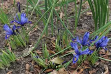 Iris reticulata Harmony 20230213.jpg