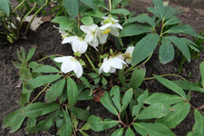Helleborus niger 20230212.jpg
