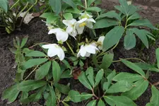 Helleborus niger 20230212.jpg
