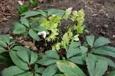 Helleborus niger verblüht 20230212.jpg