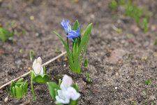Scilla sibirica 20230213.jpg
