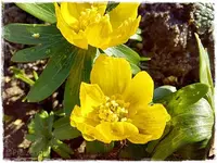 Winterlinge 4.webp